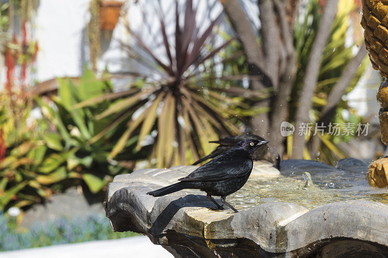 喷泉上的雄性布鲁尔黑鸟(euphegus cyanocephalus)